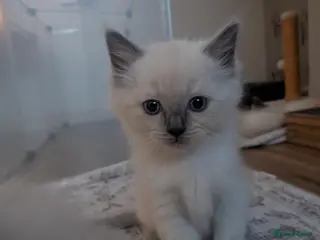 Ragdoll cats ⭐ adorable little pure ragdoll boy left 🩵 - Advert 6