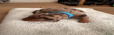 Blue - Loki 
