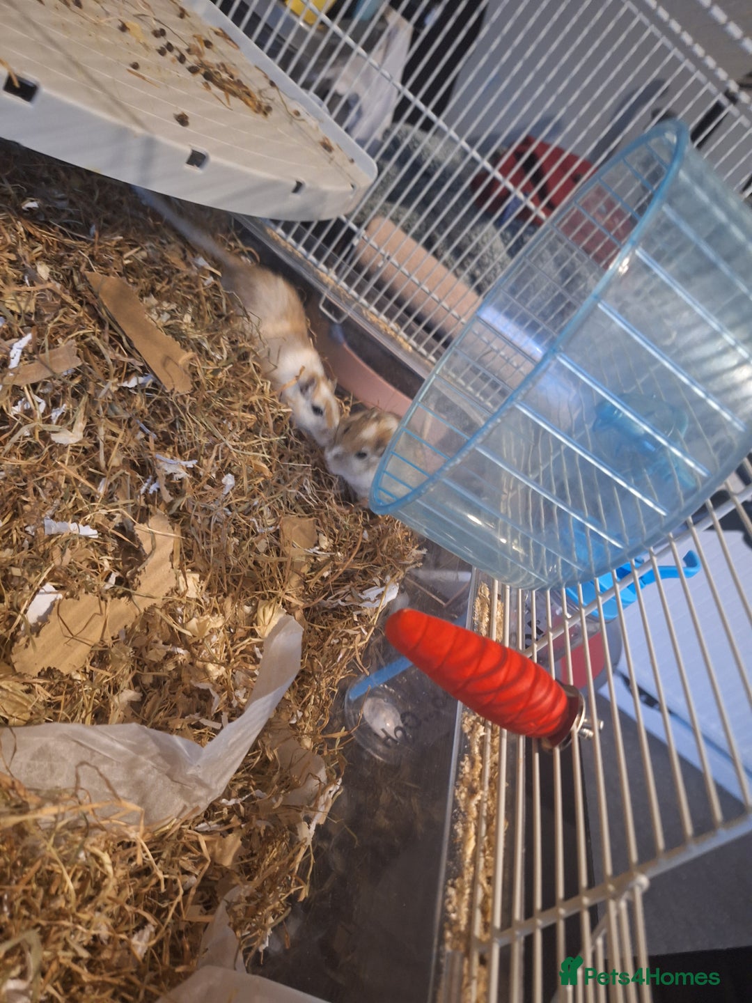 Gerbil rodents for sale: 2 baby boy gerbils - Advert 5