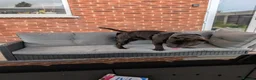 Staffordshire Bull Terrier dogs for stud: Ozzie - Advert 3