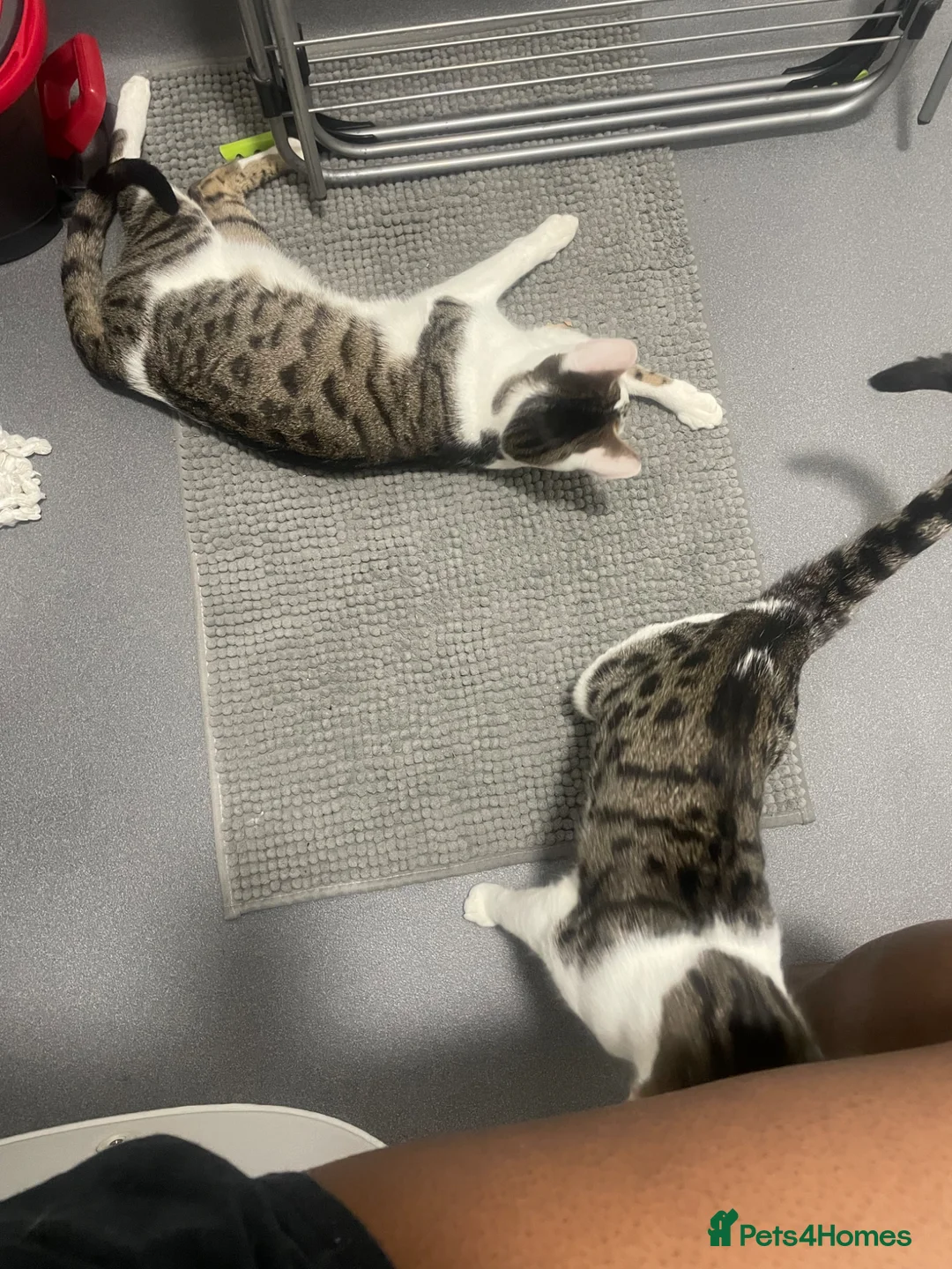 Bengal cats for sale: Two bengal kittens - Advert 1