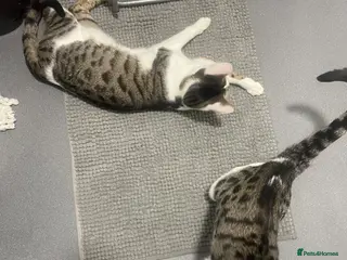 Bengal cats Two bengal kittens - Advert 1