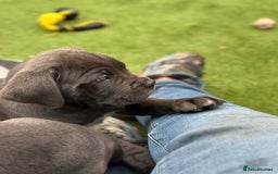 Cane Corso dogs for sale:  Pure breed Cane Corso  Puppies Looking for Homes  - Image 31
