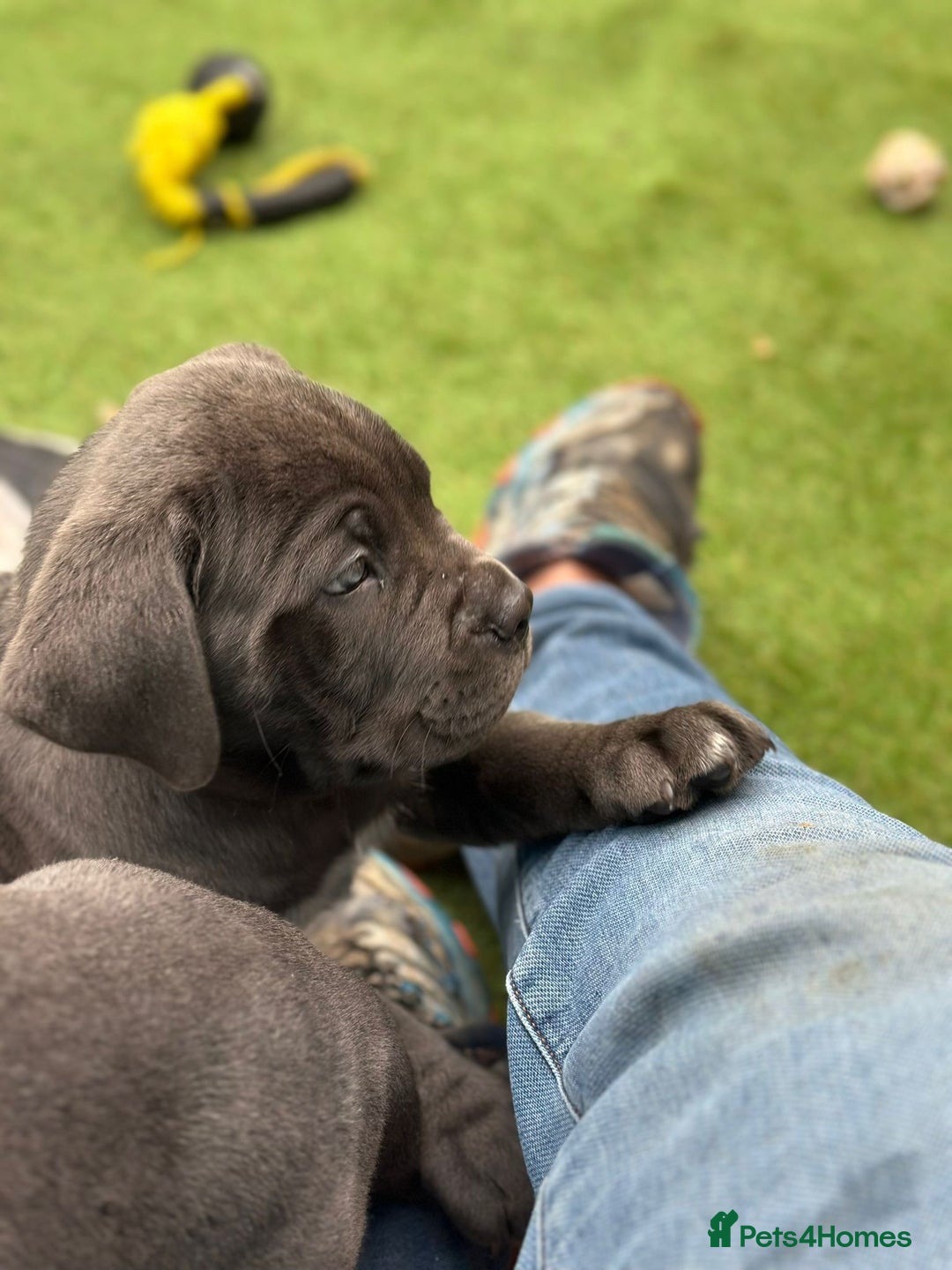Cane Corso dogs for sale:  Pure breed Cane Corso  Puppies Looking for Homes  - Image 31