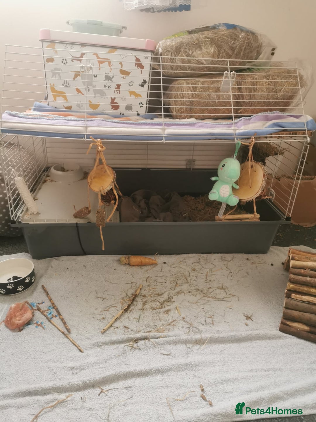 Mixed Breed rabbits for sale: Bunny - Advert 7