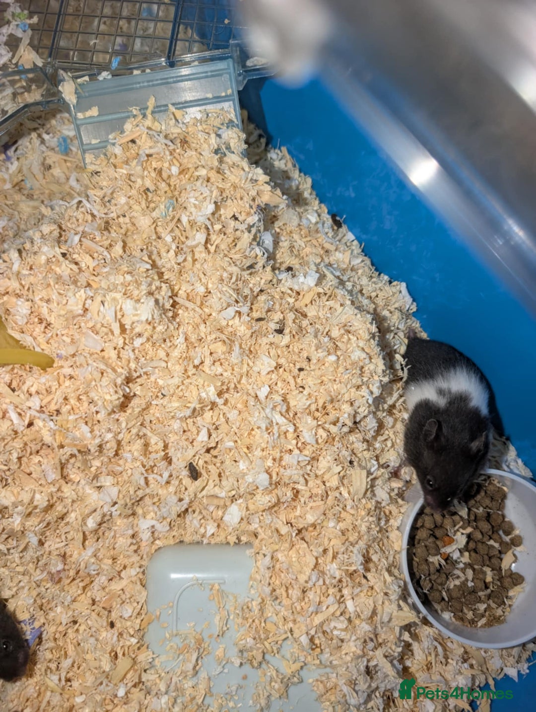 Hamster rodents for sale: Baby Syrian hamsters - Image 4