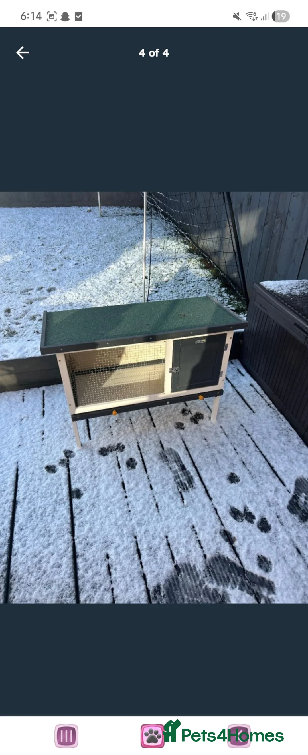 Mini Lop rabbits for sale: Marston our beautiful mini lop - Advert 4