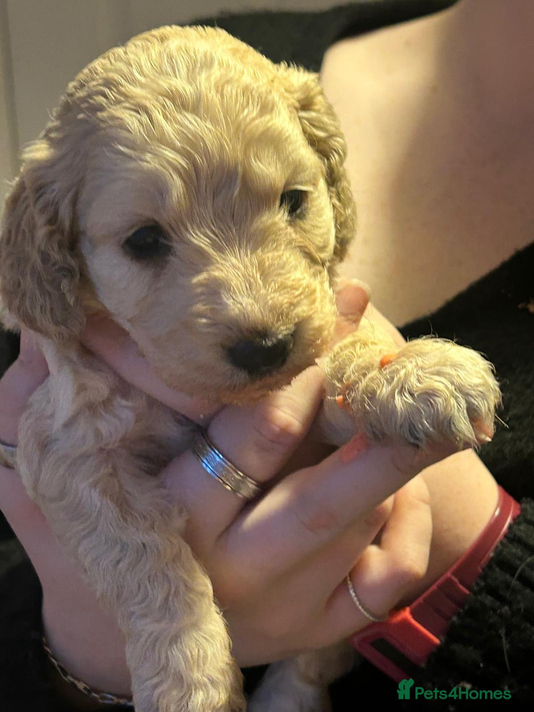 Cockapoo dogs for sale: 8 gorgeous F1 Cockapoos - Advert 24