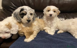 Cockapoo dogs for sale: Beautiful cockapoo puppy’s  - Image 21