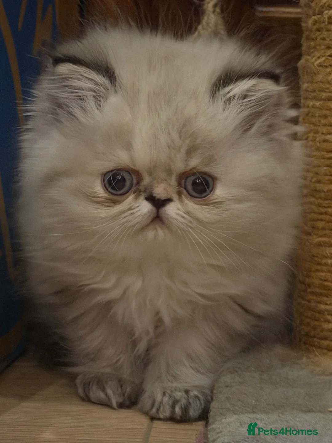 Persian cats for sale: Pure Persian female in Widnes - Advert 2