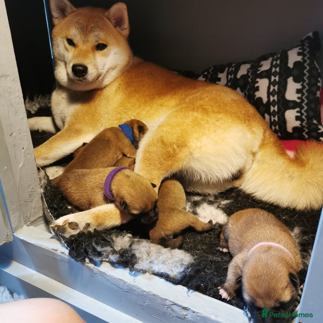 Japanese Shiba Inu dogs for sale: 1 KC Shiba inu girl left.  - Image 10