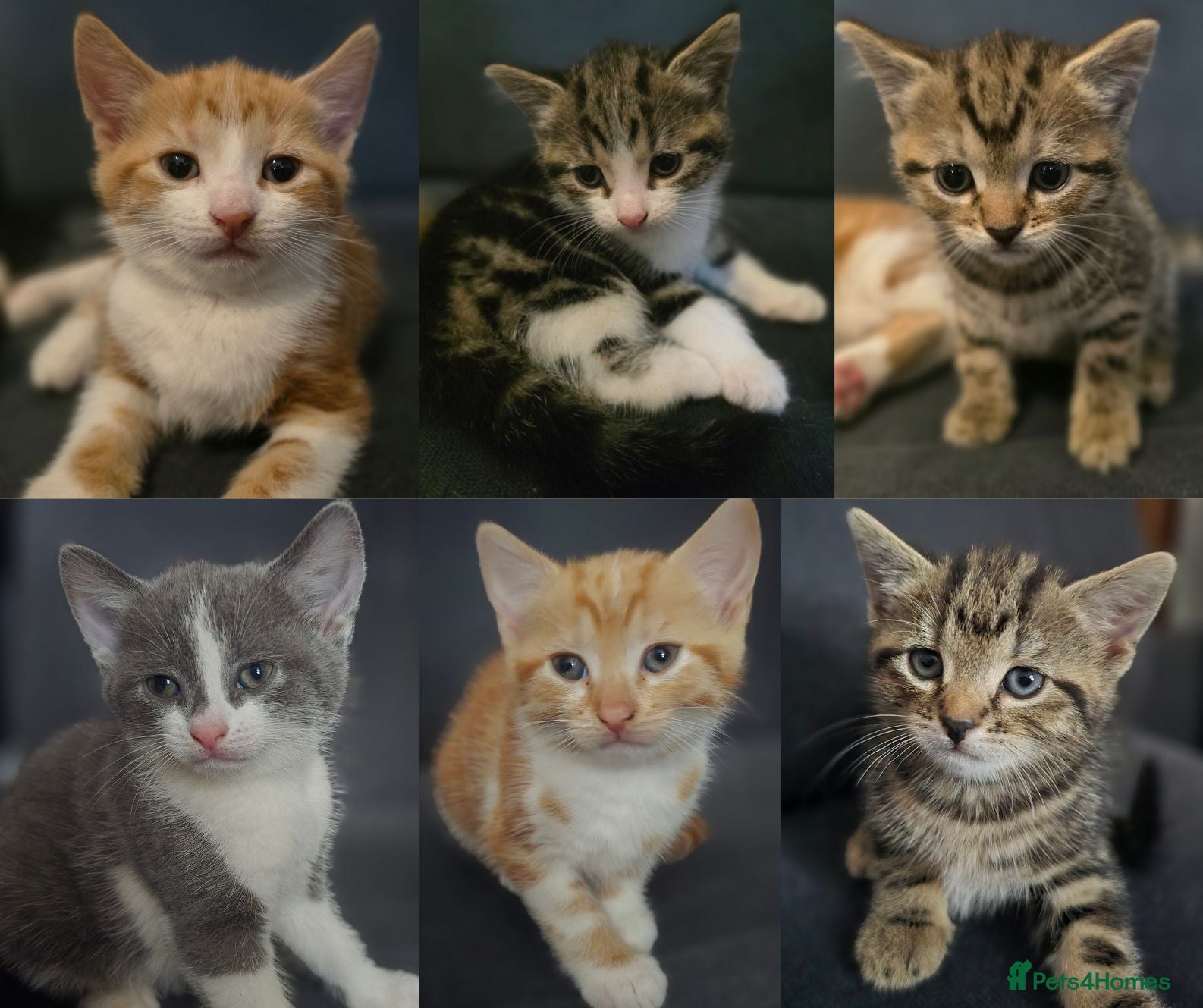 Mixed Breed cats Six Kittens For Sale - Advert 1