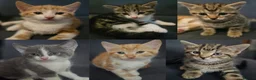 Mixed Breed cats for sale: Six Kittens For Sale - Advert 1