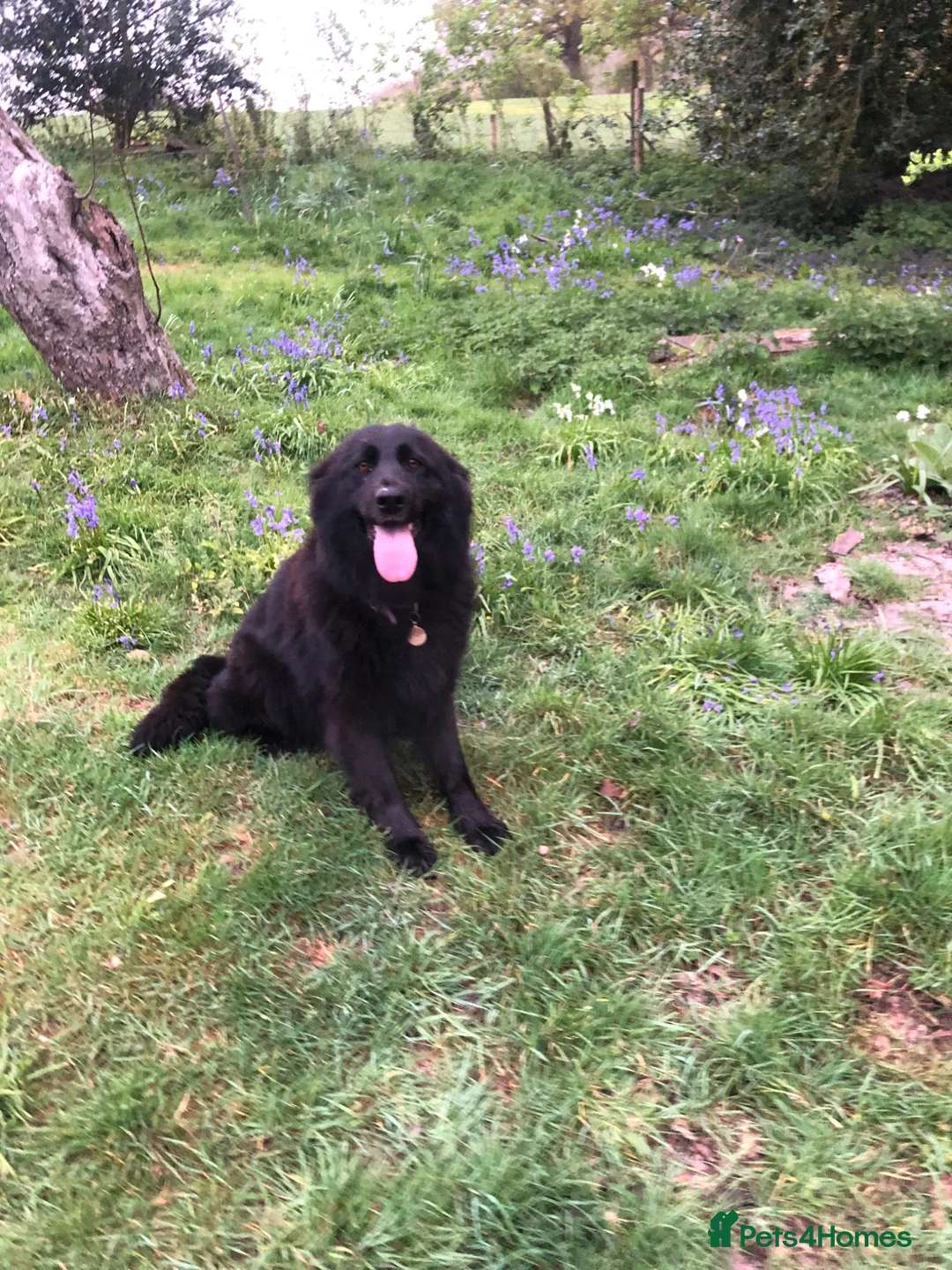 Sheprador dogs for sale: Young female, German Shepherd, Labrador - Advert 7