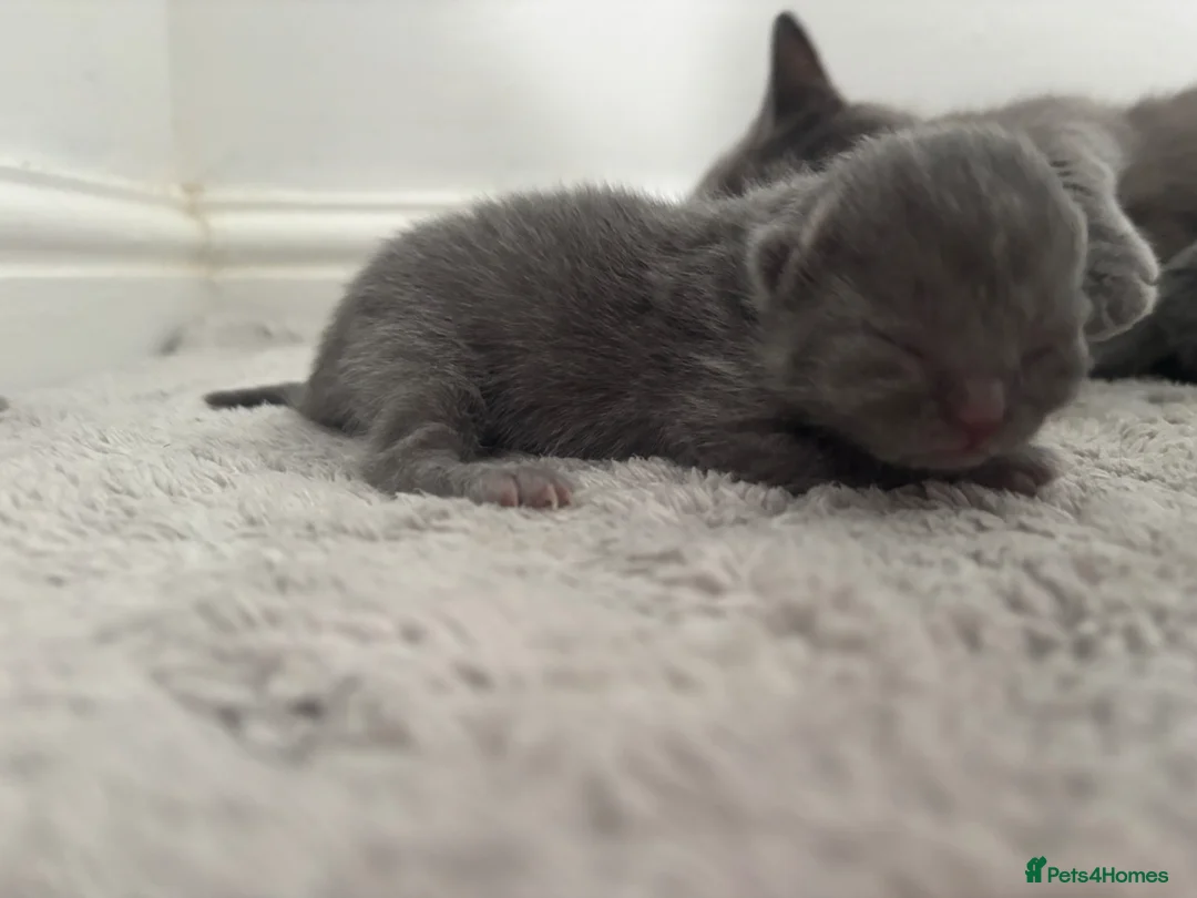 British Shorthair cats for sale: Pedigree bsh kittens  - Advert 6