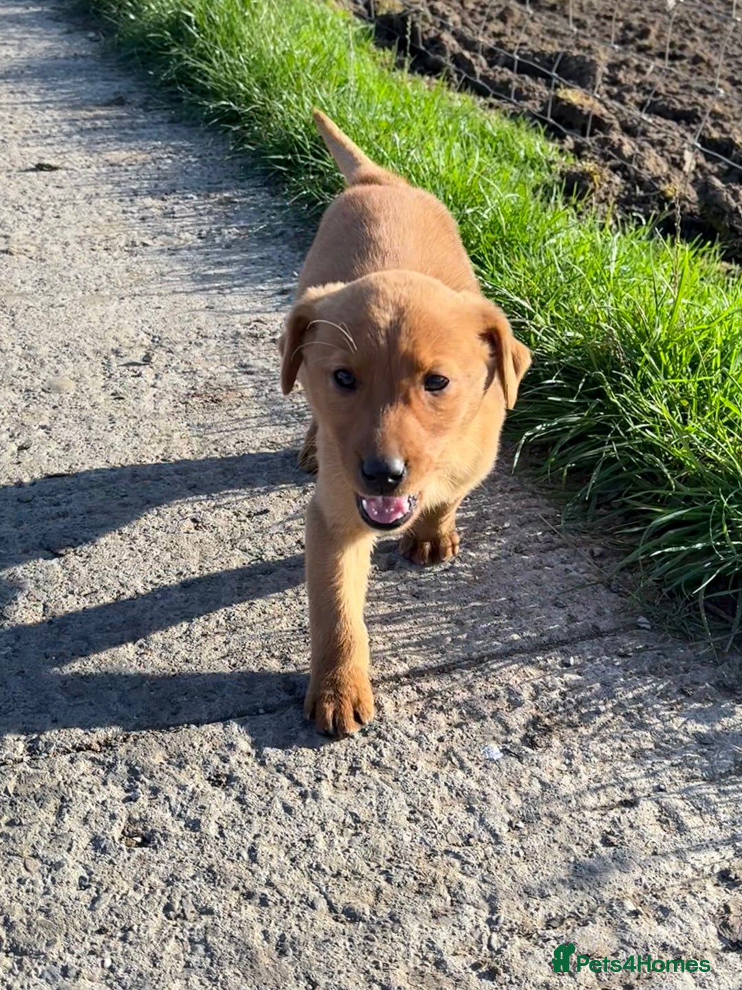 Labrador Retriever dogs for sale: 🧡Fabulous Chunky Boy🧡 - Image 7