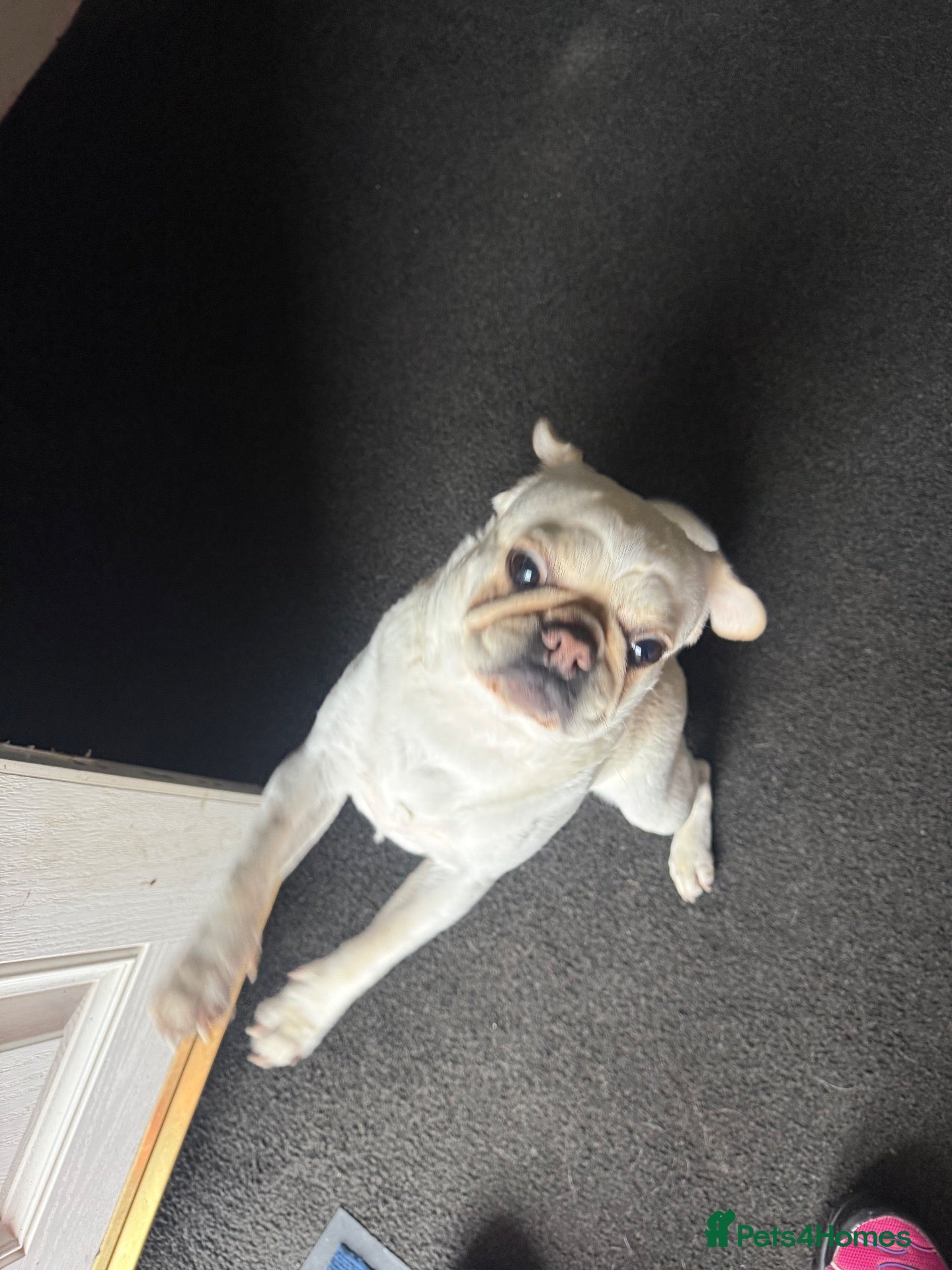 Pug dogs Female pug 3year old Linda  - Advert 1