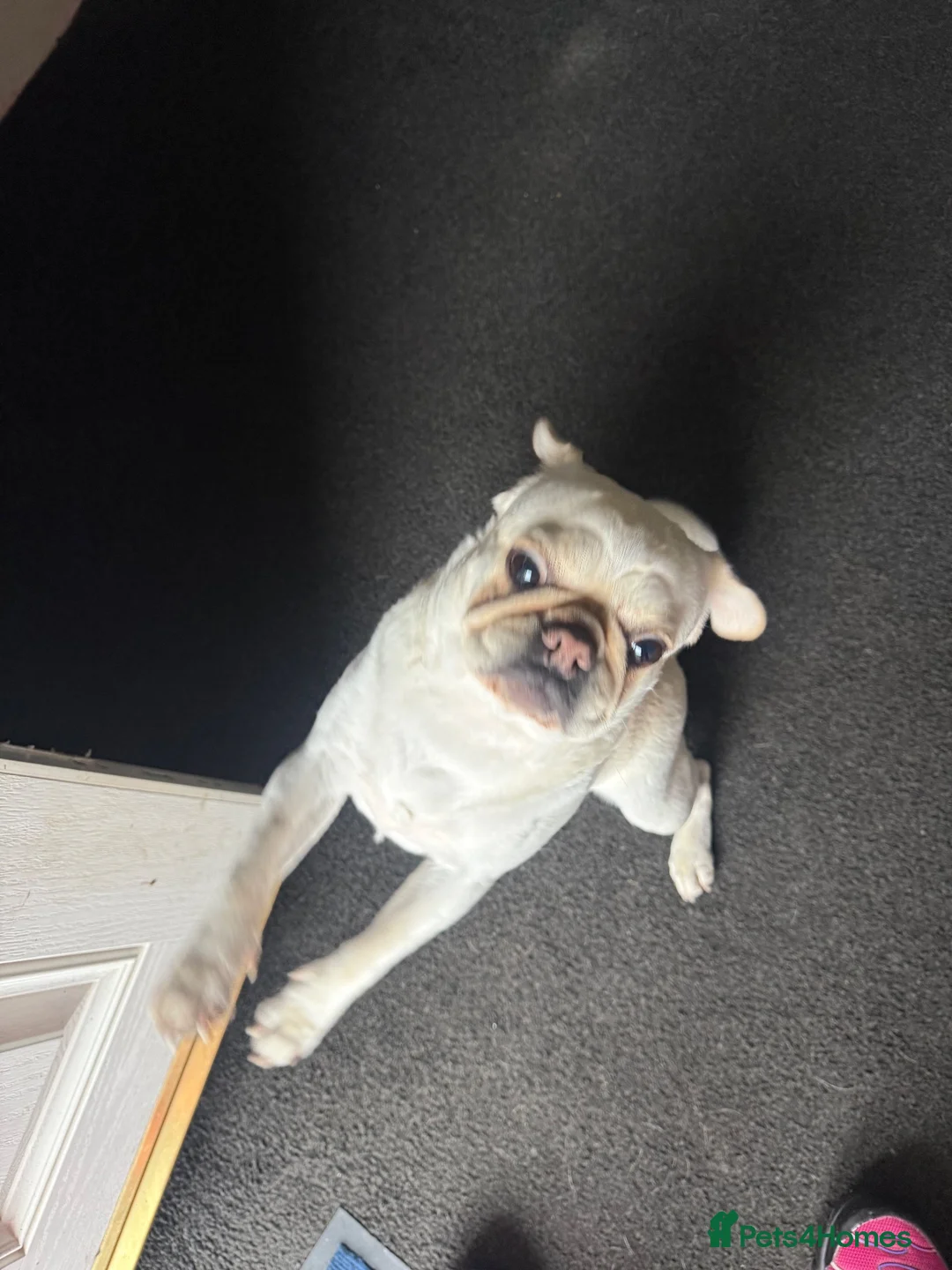 Pug dogs for sale: Female pug 3year old Linda  in Sheffield - Advert 1