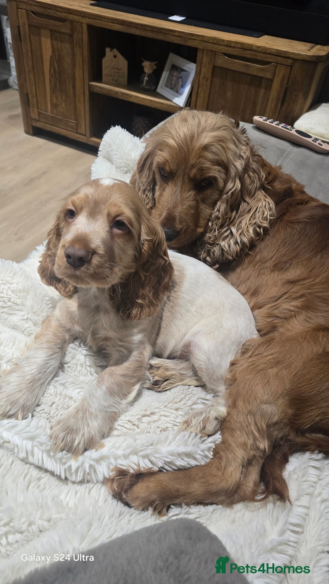 Cocker Spaniel dogs for sale: KC Health tested Show Type Orange Roan Cocker - Advert 9