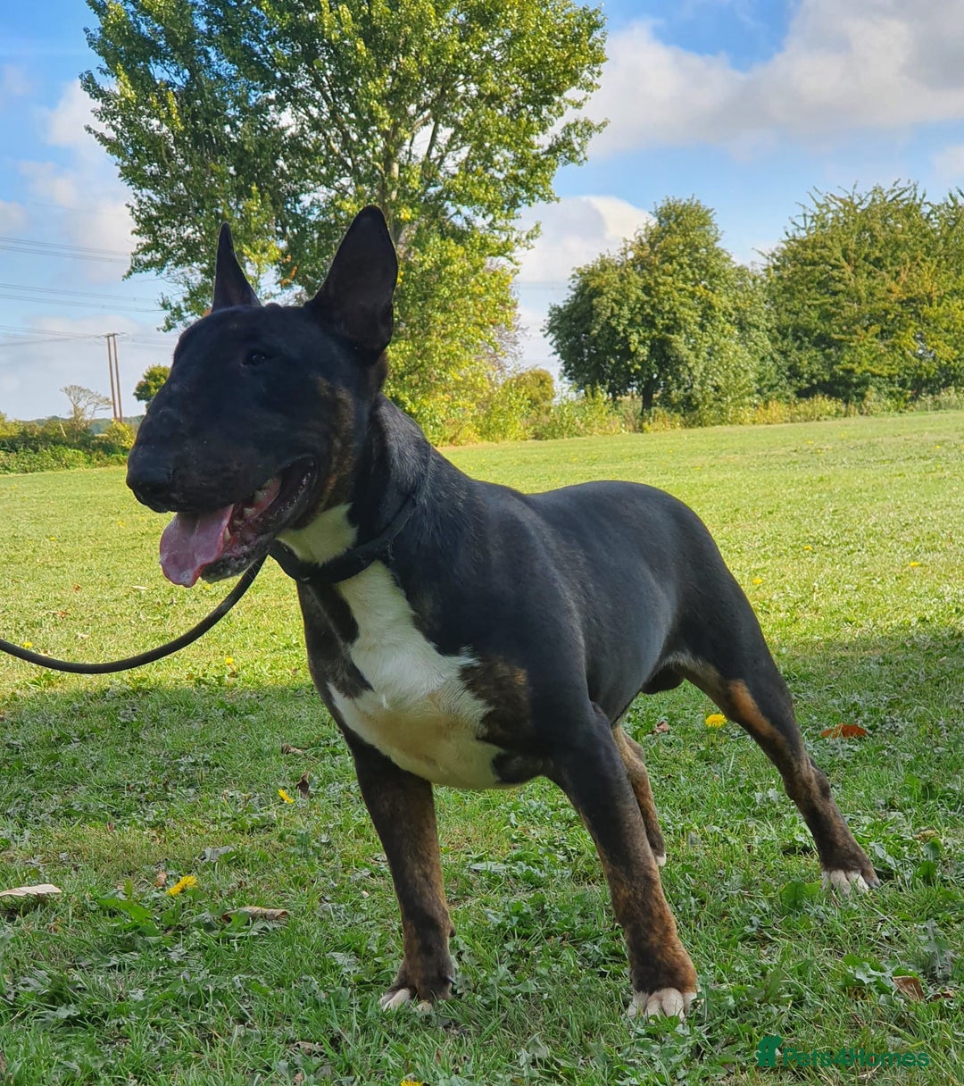 English Bull Terrier dogs for stud: Proven Bull Terrier studs x 2 - Advert 6