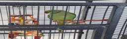 Ringnecks birds for sale: Indian Ringneck for sale in Spennymoor - Advert 1
