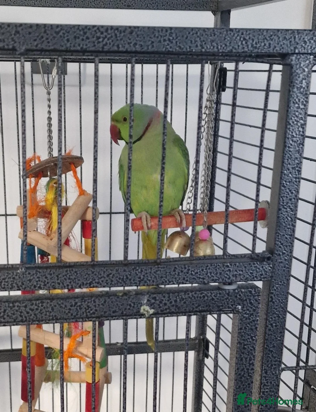 Ringnecks birds for sale: Indian Ringneck for sale in Spennymoor - Advert 1