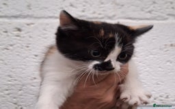 Mixed Breed cats for sale: Gorgeous family kittens  - Image 2