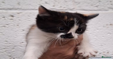 Mixed Breed cats - Advert 8