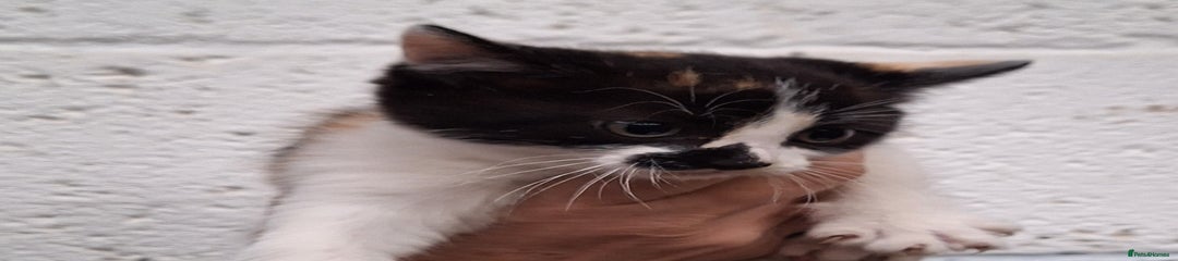 Mixed Breed Kitten 3
