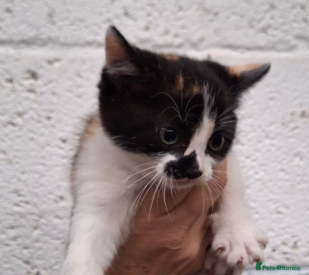 Mixed Breed cats for sale: Gorgeous family kittens  - Image 2