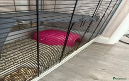 Rat rodents for sale: 2 male rats and cage  - Image 9