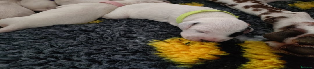 Dalmatian Puppy 1