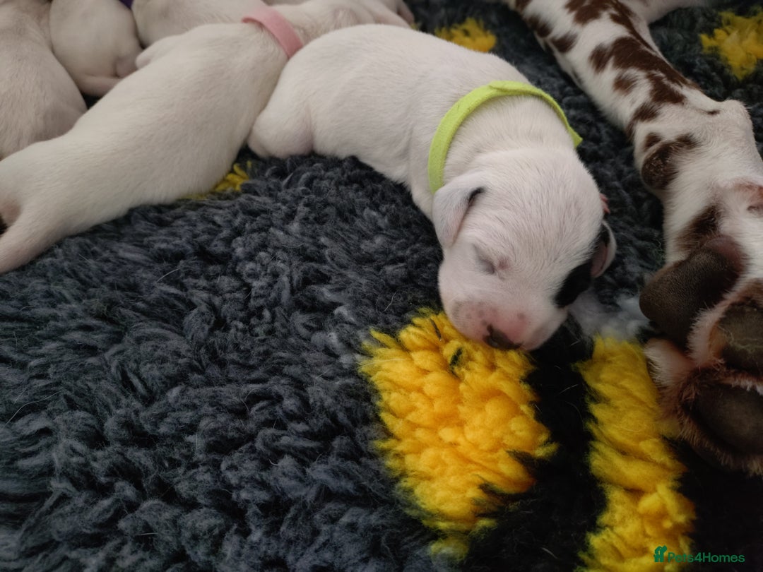 Dalmatian dogs for sale: Looking for 5* homes   - Image 2