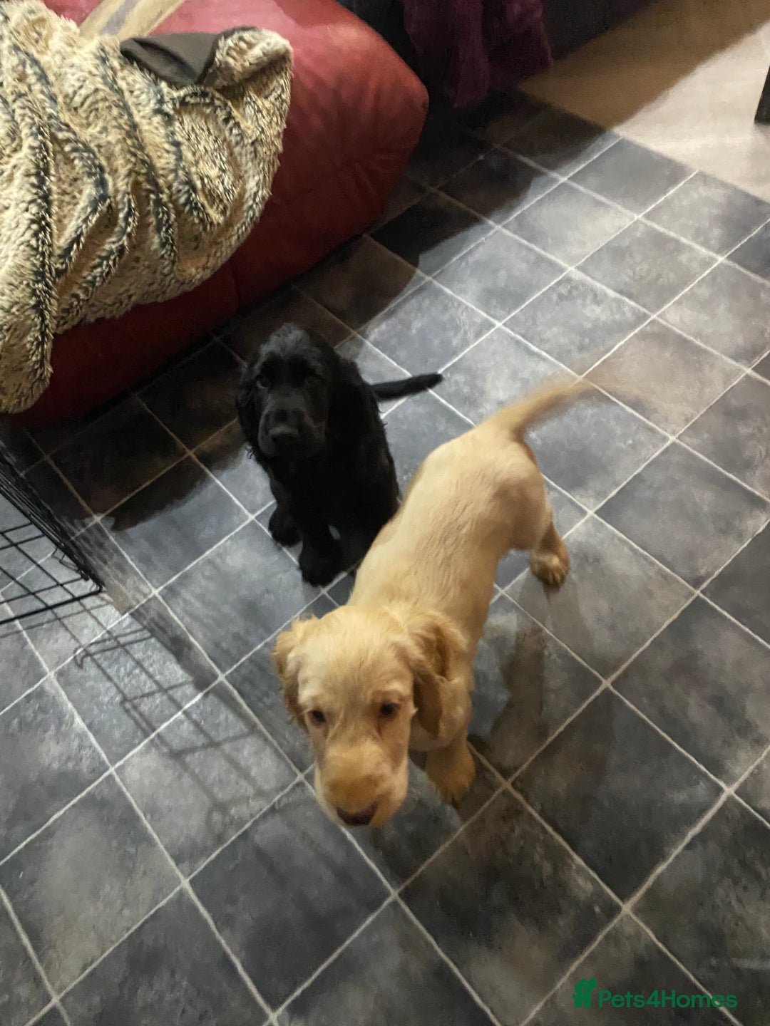 Cocker Spaniel dogs for sale: Cocker Spaniel puppies - Advert 17