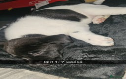 Mixed Breed dogs for sale: American akita x staffy pups for sale ONE LEFT - Image 20