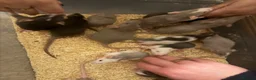 Rat rodents for sale: Adorable Dumbo baby rats  - Advert 16