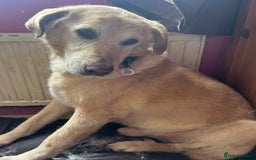 Labrador Retriever dogs for adoption: Rupert - Norwich Norfolk  - Image 1