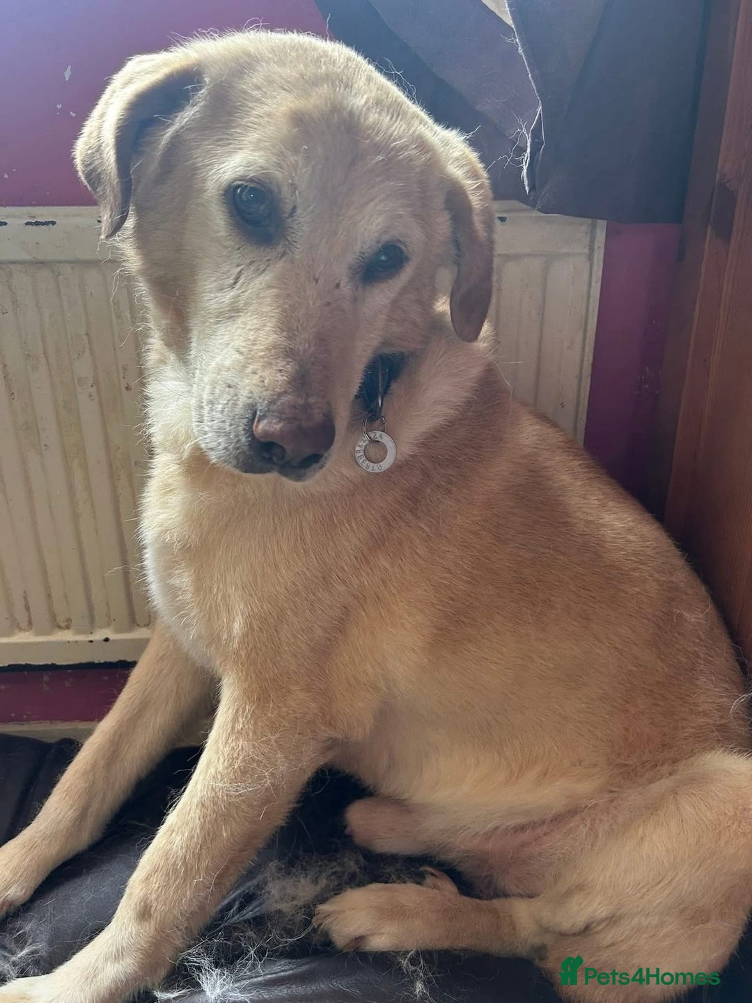 Labrador Retriever dogs for adoption: Rupert - Norwich Norfolk  - Image 1