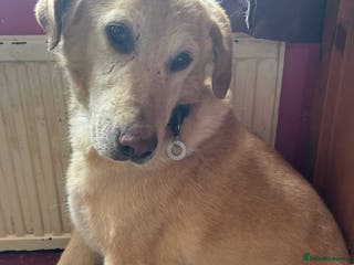 Labrador Retriever dogs Rupert - Norwich Norfolk - Advert 23