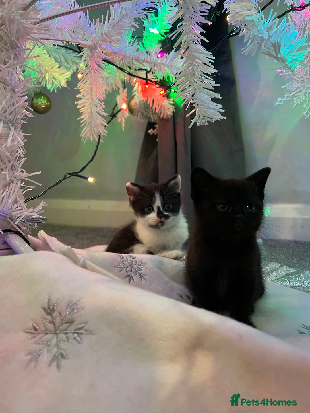 British Shorthair cats for sale: Beautiful British Shorthair Kittens  - Advert 6