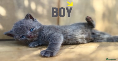 British Shorthair cats - Advert 4