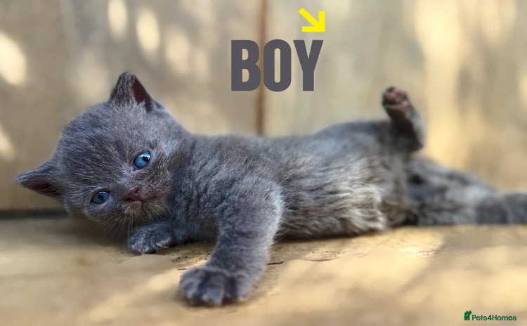 British Shorthair cats - Advert 5