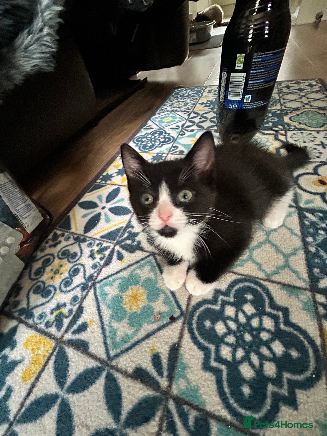 Mixed Breed cats for sale: Ragdoll x breed - Image 5