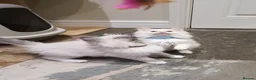Ragdoll cats for sale: Beautiful GCCF Registered Ragdoll Kittens. - Advert 30