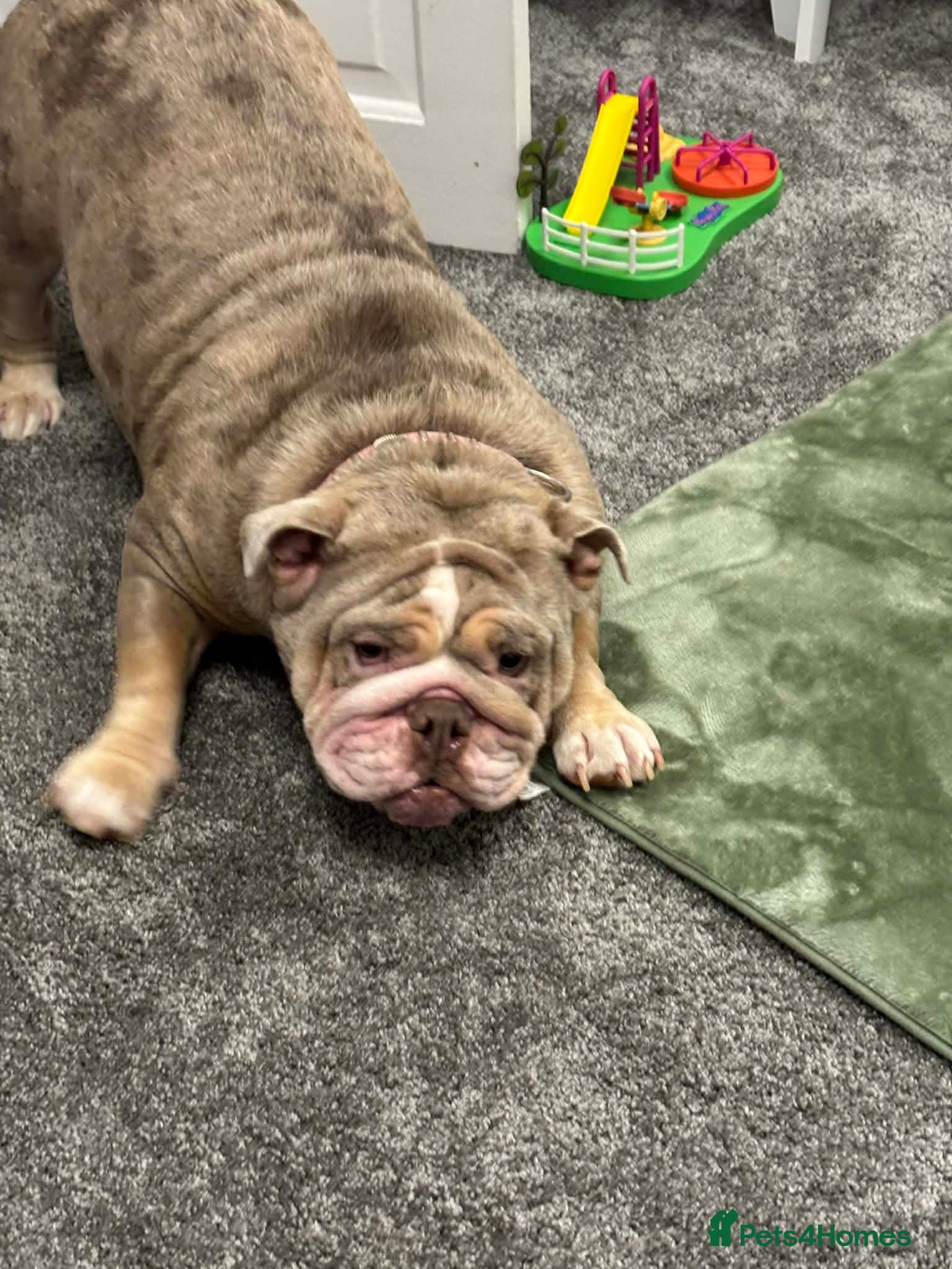 English Bulldog dogs English bulldog bitch - Advert 5