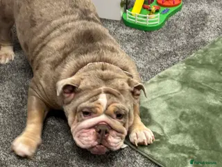 English Bulldog dogs English bulldog bitch - Advert 5