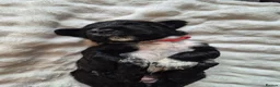 Sprocker dogs for sale: Working Sprocker Spaniels  - Advert 7