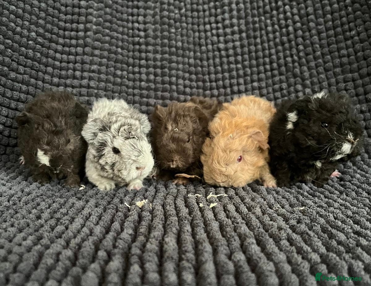 Guinea Pig rodents Lunkarya - Advert 5