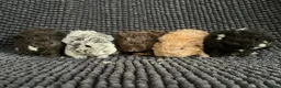 Guinea Pig rodents for sale: Lunkarya - Advert 1