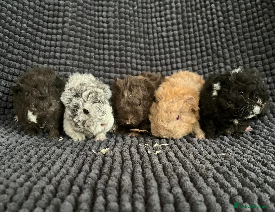 Guinea Pig rodents for sale: Lunkarya - Advert 1